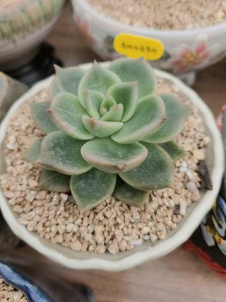 이연옥님의 농사, 무엇이든 물어보세요! · 참여글 작성글 사진