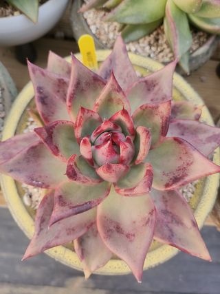 이연옥님의 12월 내 작물 자랑하기 · 참여글 작성글 사진