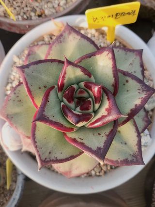 이연옥님의 12월 내 작물 자랑하기 · 참여글 작성글 사진