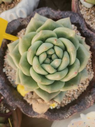 이연옥님의 12월 내 작물 자랑하기 · 참여글 작성글 사진