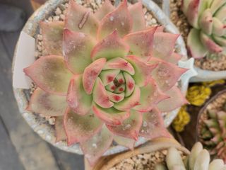 이연옥님의 12월 내 작물 자랑하기 · 참여글 작성글 사진