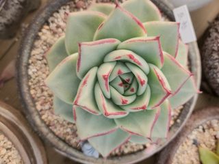 이연옥님의 12월 내 작물 자랑하기 · 참여글 작성글 사진