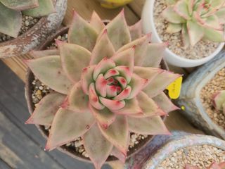 이연옥님의 12월 내 작물 자랑하기 · 참여글 작성글 사진