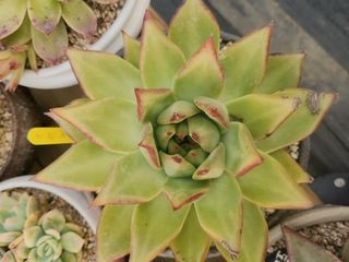 이연옥님의 12월 내 작물 자랑하기 · 참여글 작성글 사진