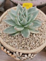 팜모닝 12월 내 작물 자랑하기·참여글 게시글 이미지