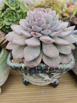 이연옥님의 12월 내 작물 자랑하기 · 참여글 작성글 사진