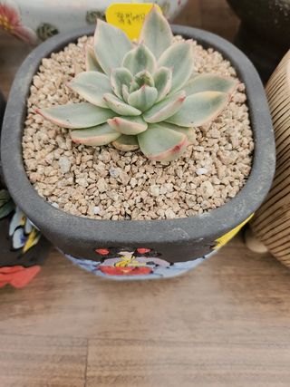 이연옥님의 12월 내 작물 자랑하기 · 참여글 작성글 사진