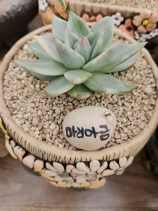 이연옥님의 12월 내 작물 자랑하기 · 참여글 작성글 사진