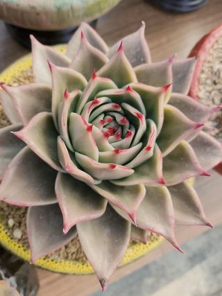 이연옥님의 12월 내 작물 자랑하기 · 참여글 작성글 사진