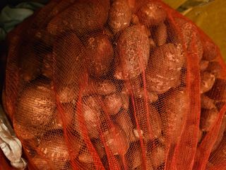 현금호님의 12월 내 작물 자랑하기 · 참여글 작성글 사진