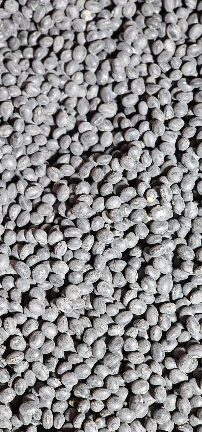 장터 상품 [서리태콩8kg 1말] 썸네일