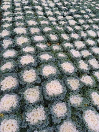 팜모닝회원 김순달 님의 배추·결구기 농작업 작성글 사진