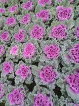 팜모닝회원 김순달 님의 배추·결구기 농작업 작성글 사진