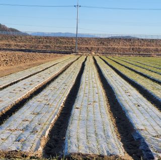 농사꾼 단비님의 자유주제 · 자유게시판 작성글 사진