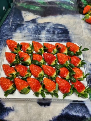 산청금실딸기농부입니님의 농사, 무엇이든 물어보세요! · 참여글 작성글 사진