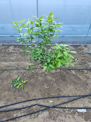 꿀벌과개미님의 12월 내 작물 자랑하기 · 참여글 작성글 사진