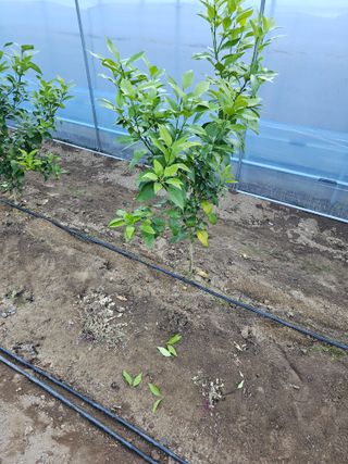 꿀벌과개미님의 12월 내 작물 자랑하기 · 참여글 작성글 사진