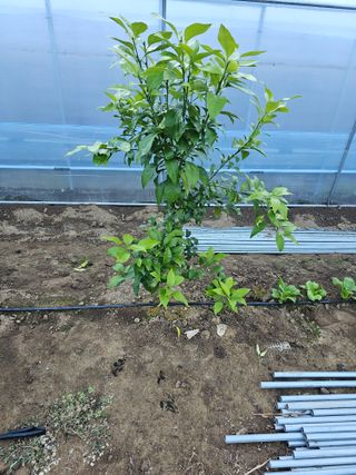 꿀벌과개미님의 12월 내 작물 자랑하기 · 참여글 작성글 사진