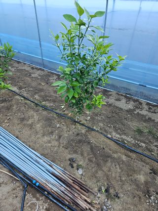 꿀벌과개미님의 12월 내 작물 자랑하기 · 참여글 작성글 사진