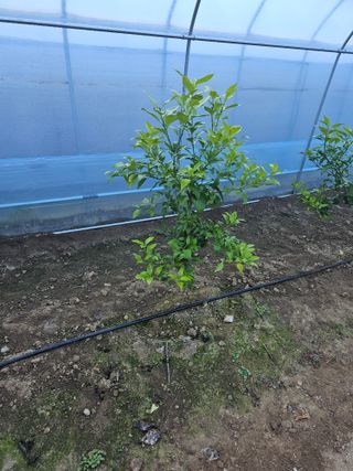 꿀벌과개미님의 12월 내 작물 자랑하기 · 참여글 작성글 사진