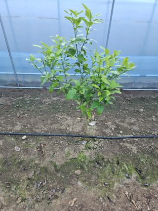 꿀벌과개미님의 12월 내 작물 자랑하기 · 참여글 작성글 사진