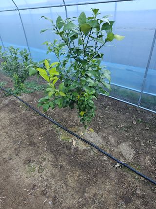 꿀벌과개미님의 12월 내 작물 자랑하기 · 참여글 작성글 사진