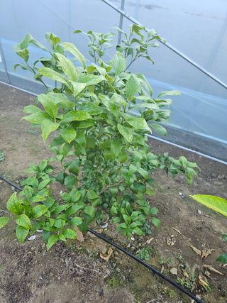 꿀벌과개미님의 12월 내 작물 자랑하기 · 참여글 작성글 사진