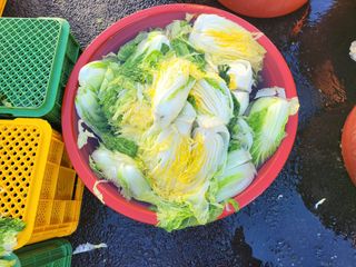 늘푸른농장님의 자유주제 · 자유게시판 작성글 사진