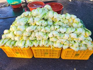 늘푸른농장님의 자유주제 · 자유게시판 작성글 사진