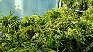 푸른꿈님의 기타작물 · 자유게시판 작성글 사진