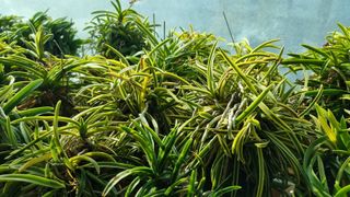 푸른꿈님의 기타작물 · 자유게시판 작성글 사진