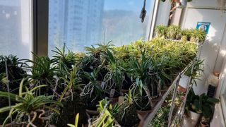 푸른꿈님의 기타작물 · 자유게시판 작성글 사진