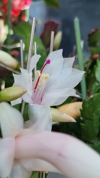 푸른꿈님의 12월 내 작물 자랑하기 · 참여글 작성글 사진