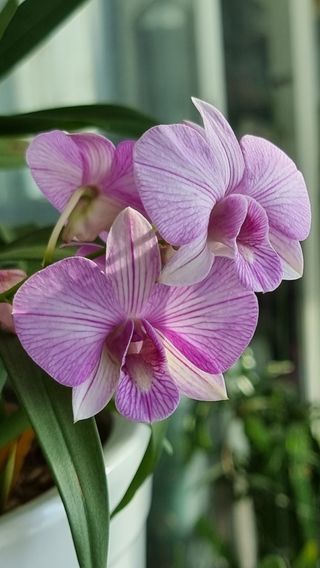 푸른꿈님의 12월 내 작물 자랑하기 · 참여글 작성글 사진