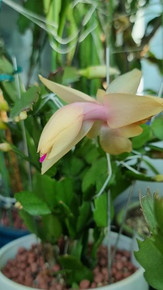 푸른꿈님의 12월 내 작물 자랑하기 · 참여글 작성글 사진