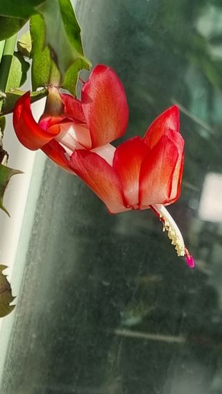 푸른꿈님의 12월 내 작물 자랑하기 · 참여글 작성글 사진