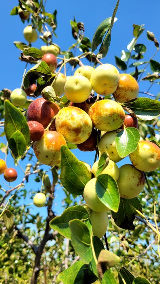 목대균님의 12월 내 작물 자랑하기 · 참여글 작성글 사진