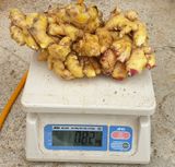 팜모닝 12월 내 작물 자랑하기·참여글 게시글 이미지