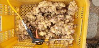 한광수님의 12월 내 작물 자랑하기 · 참여글 작성글 사진