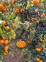 팜모닝 12월 내 작물 자랑하기·참여글 게시글 이미지