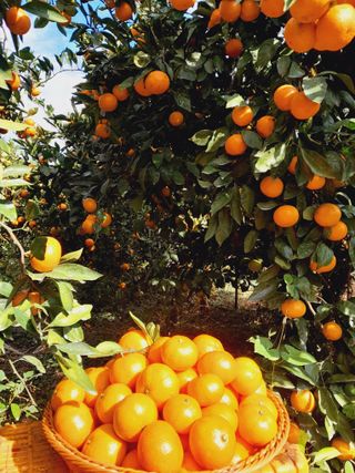 대정골귤꽃농원님의 12월 내 작물 자랑하기 · 참여글 작성글 사진