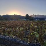 팜모닝 12월 내 작물 자랑하기·참여글 게시글 이미지