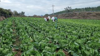 곽행남님의 배추 · 일상 작성글 사진