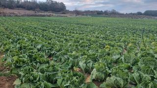 곽행남님의 배추 · 일상 작성글 사진