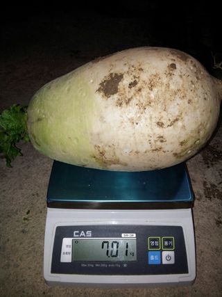 믿음농장님의 12월 내 작물 자랑하기 · 참여글 작성글 사진