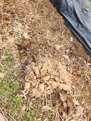 배삼엽님의 농사, 무엇이든 물어보세요! · 참여글 작성글 사진