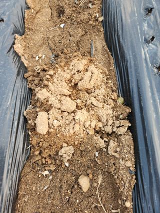 배삼엽님의 농사, 무엇이든 물어보세요! · 참여글 작성글 사진