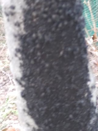 청계닭님의 배추 · 병해충상담 작성글 사진