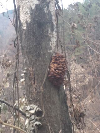 청계닭님의 배추 · 병해충상담 작성글 사진