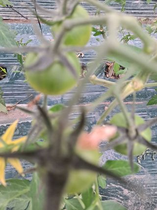 3672Hap님의 토마토 · 일상 작성글 사진